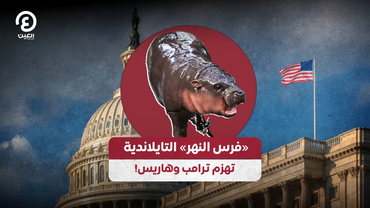 «فرس النهر» التايلاندية تهزم ترامب وهاريس!