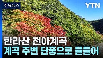 "계곡이 붉게 물들다"...한라산 단풍 절정으로 / YTN
