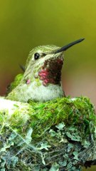 ¿Conoces el significado que un colibrí se detenga en tu ventana?