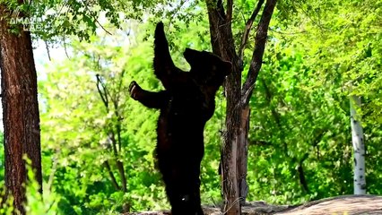 Has the Bigfoot Mystery Finally Been Solved?