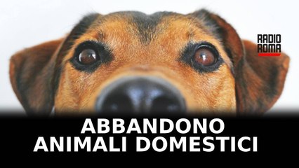 Arresto o ammenda per chi abbandona un animale