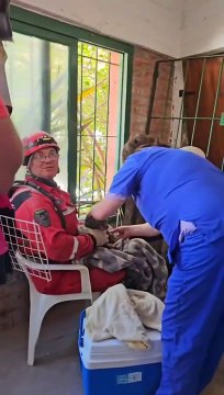 Milagro en Villa Gesell: ocho días después del derrumbe rescataron a un gatito que quedó bajo los escombros