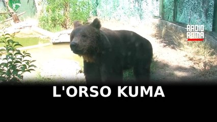 L’orso Kuma trasferito in un centro di recupero tedesco