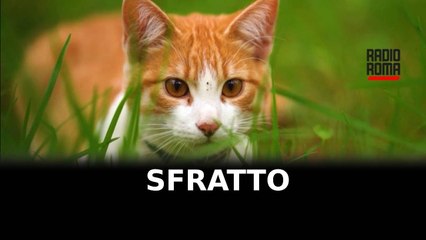 Colonia di 30 gatti a rischio a Zagarolo