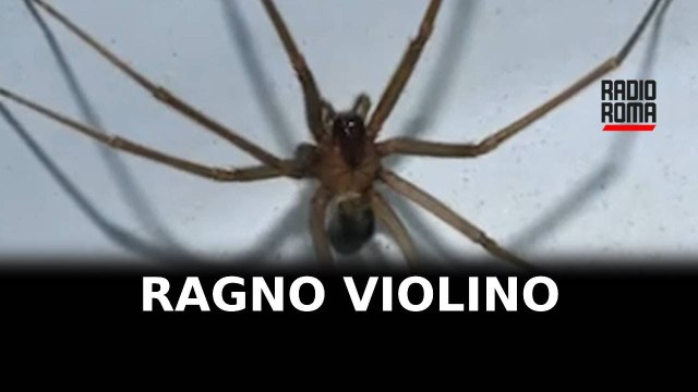 Latina, ricoverato dopo il morso di un ragno violino