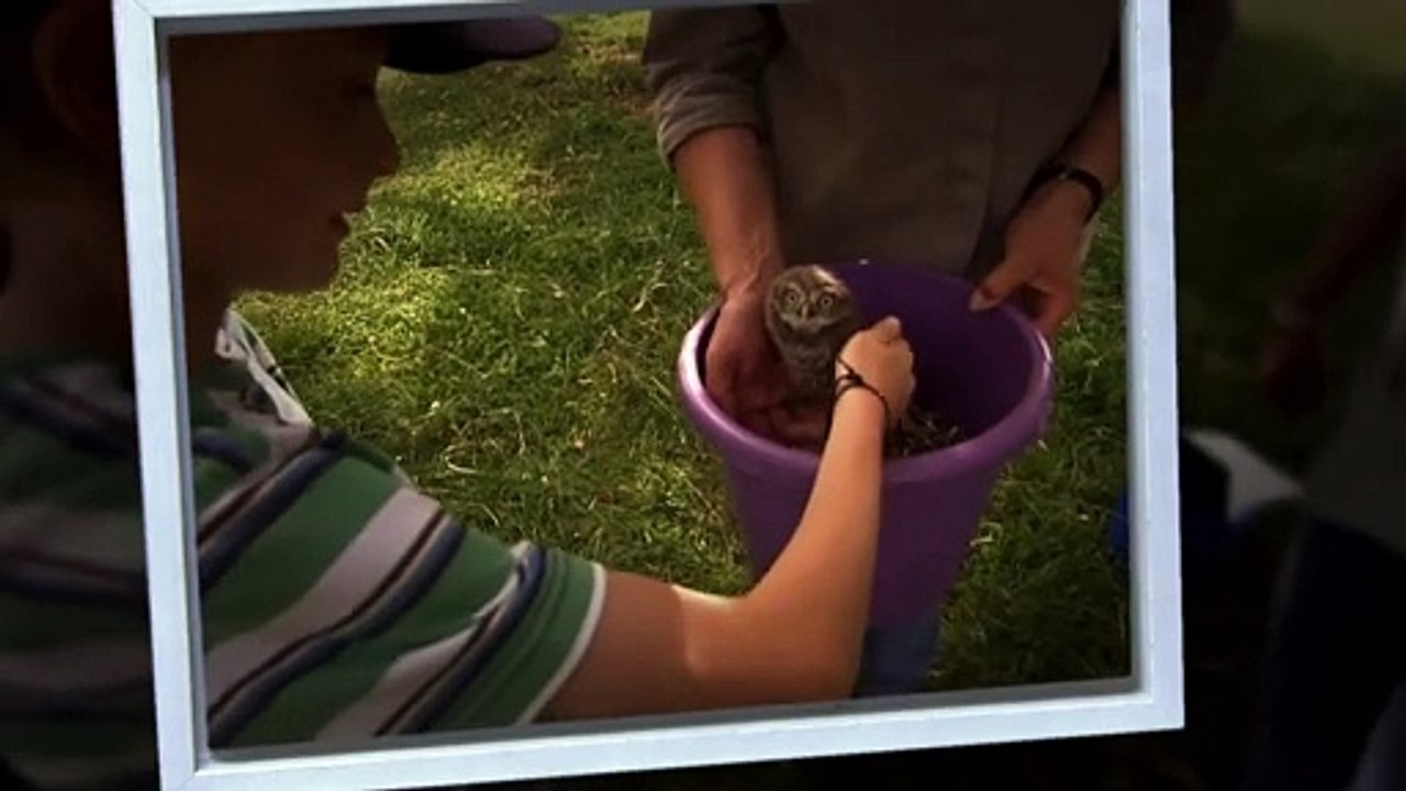 Birds & People - Ganz verrückt auf Vögel | movie | 2015 | Official Trailer