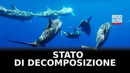 Delfino morto sul lido romano, secondo caso