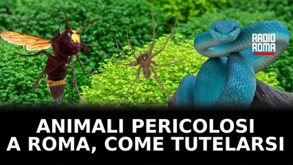 Vespe orientalis, ragni violino e serpenti: Roma diventa una giungla