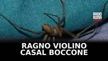 52enne morso da ragno violino a Casal Boccone