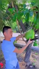Mangoes fruit,,,,