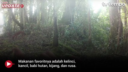 Melihat Kawanan Anjing Ajag di Gunung Leuser Sumatera, Satwa Langka Terancam Punah