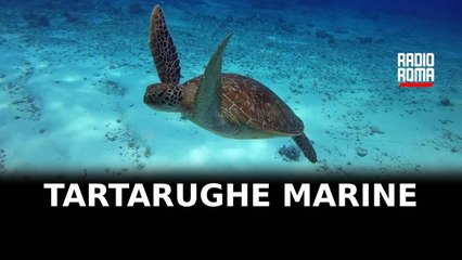 Roma nella rete dei Comuni “Amici delle Tartarughe marine”