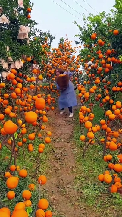 Oranges fruit,,,
