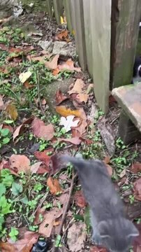 Woman Finds Litter of Three Kittens Right After Moving Into Her New Home