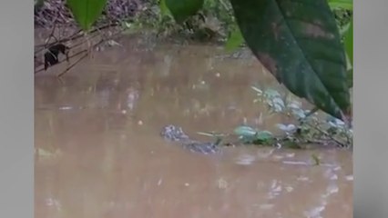 tn7-Familias reportan presencia de cocodrilos cerca de sus casas tras inundaciones en Guanacaste-061124