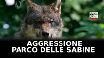 Aggredì bimbo in parco a Roma, lupa accolta in Abruzzo