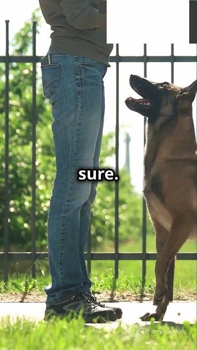 How to Handle Barking Outbursts During