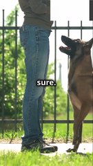 How to Handle Barking Outbursts During