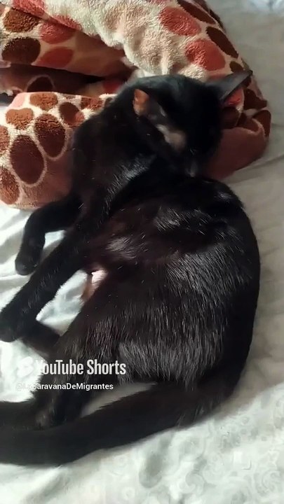 El gato pernanca la gata bombay lo los gatitos #shorts ya son muchos #animales #peludo #fauna #amor
