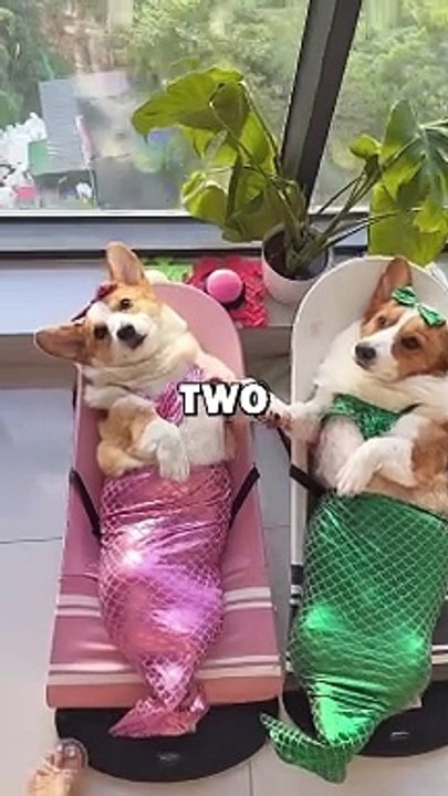 DOG BEST FRIENDS! #animalstories #pets #cuteanimals #funny #wholesome #dogs #animals