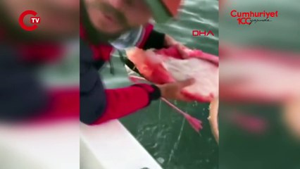 Üzerine misina dolanan flamingoyu balıkçılar kurtardı