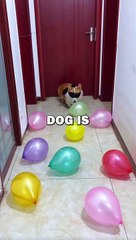 NINJA DOG! #animalstories #animals #cuteanimals #cute #funny #cutedogs #puppy #corgi