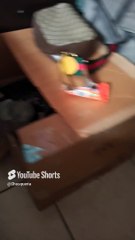 Ya estan creciendo los gatitos de la gata bombay y el gato pernanca se la pasa durmiendo #shorts