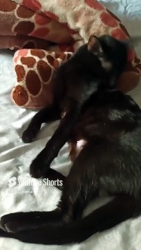 la gata bombay ya tiene gatitos y el gato pernanca se la pasa durmiendo #shorts #animales #mascotas