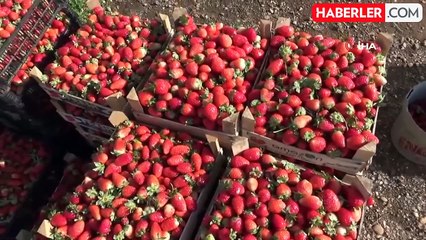 Batman Sason'da Organik Çilek Hasadı Başladı