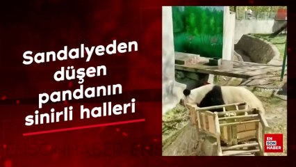 Sandalyeden düşen pandanın sinirli halleri