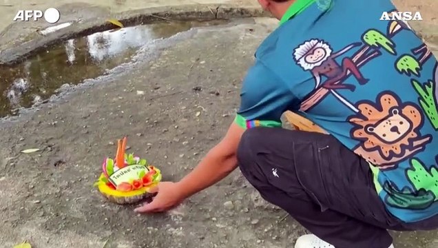 Usa2024, cucciolo di ippopotamo predice la vittoria di Trump