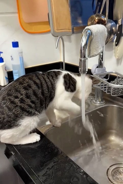 Funny cute animals