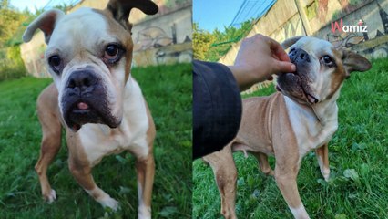 Au refuge depuis 2 ans, cette chienne senior désespère face au risque de finir ses jours dans son box