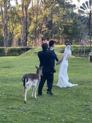 Deer Bites Wedding Photographer's Bum During Photo Shoot