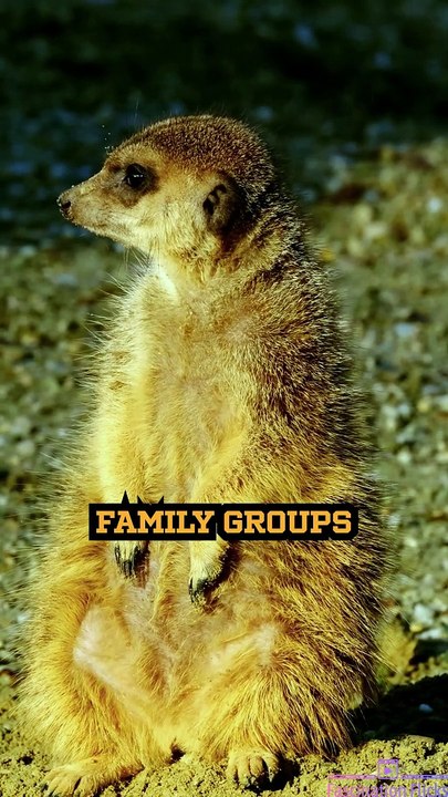 The Social Life of Meerkats!