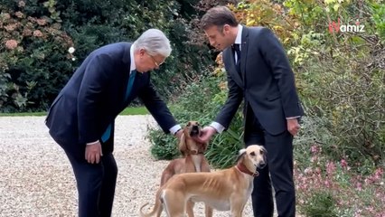 « Un bon trio avec Némo » : Sur TikTok, Emmanuel Macron présente officiellement ses deux Lévriers Tazi