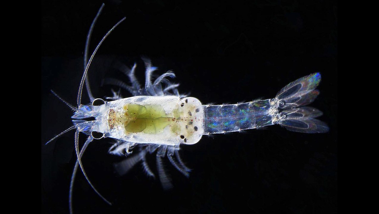 Herkunft der Haus-des-Meeres-Garnele endlich geklärt