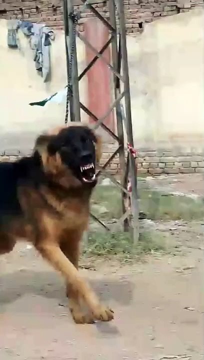 Security Guard Dog #animals #shorta