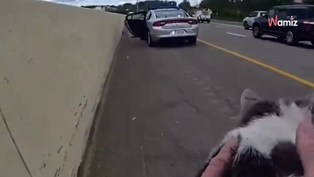 Un policier est appelé pour un chat sur l'autoroute : il croit que l'animal est mort, mais se fait surprendre (vidéo)