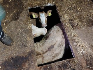 Kühe stürzen durch mysteriöses Loch im Stallboden