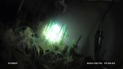 Man found sleeping in £420k cannabis factory