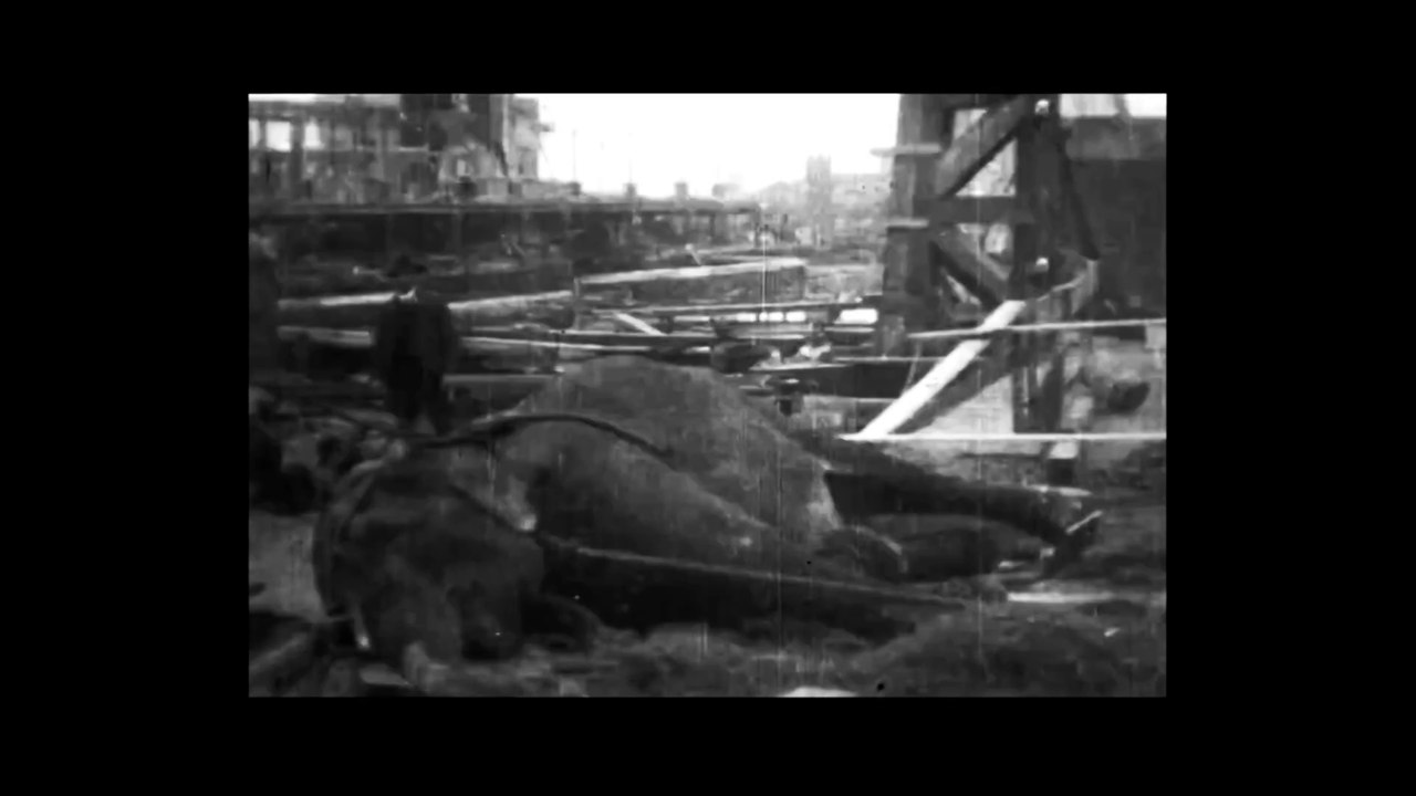 Elephants on our Graves - Electrocuting an Elephant
