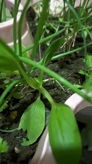 What it looks like at night