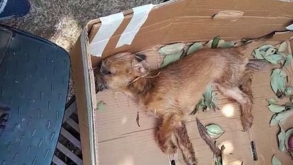 Cachorrinha atropelada em Cascavel se recupera e precisa de um novo lar