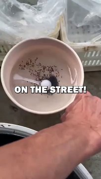 RAISING FROG ARMY! #animalstories #animals #animalrescue #cute #pets #frogs #frog