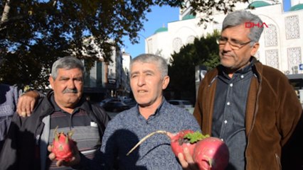 Trump'ın başkanlığını, turp ve ejder meyvesi dağıtarak kutladı