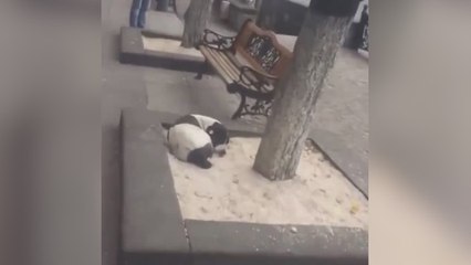 Man reunites with lost dog after three years: you have to see the dog’s heartwarming reaction