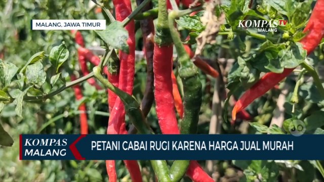 Petani Cabai Rugi Karena Harga Jual Murah