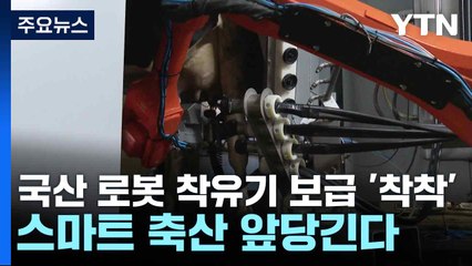 [녹색] 국산 로봇 착유기 보급 '착착'...스마트 축산 앞당긴다 / YTN