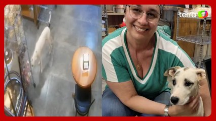 Cachorro é flagrado ‘furtando’ pacote de biscoitos em padaria no interior de São Paulo